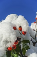 Rose hips with snow cap, blue sky, red berries, fruits of the dog rose (Rosa canina), winter, mood,