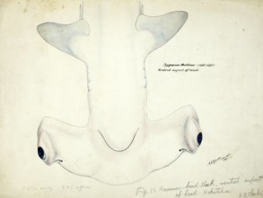 Smooth hammerhead, Sphyrna zygaena, Hammerhead shark, fish, reproduction of an original, by Frank