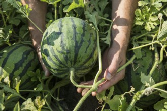 Melons, harvest, watermelon, near Bad Krozingen, Markgräflerland, Breisgau, Black Forest, Germany,