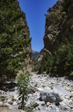 Hiking trail through the Samaria Gorge, south coast, Crete, Greece, Europe