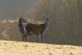 Two female red deer (Cervus elaphus) stand in the first light of day on a meadow covered in hoar