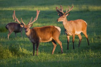 Two Altai maral stags, Altai wapiti or Altai elk (Cervus canadensis sibiricus) stand in a meadow in