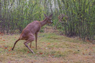 A female roe deer (Capreolus capreolus) urinates in a meadow