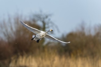 Tundra Swan, Bewick's Swan, Cygnus columbianus in flight at winter in Slimbridge, England, United