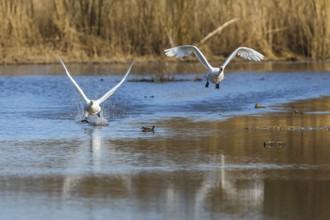 Tundra Swan, Bewick's Swan, Cygnus columbianus in flight at winter in Slimbridge, England, United