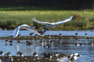 Tundra Swan, Bewick's Swan, Cygnus columbianus in flight at winter in Slimbridge, England, United