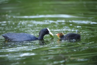 A coot lovingly feeds its chick in the green water, Eurasian Coot (Fulica atra), Bavaria