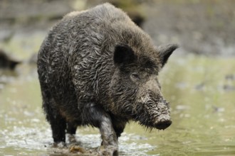 A wild boar running through muddy terrain with wet fur, wild boar (Sus scrofa), Hesse