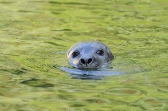 A harbour seal gazes across the surface of the water with wide eyes, harbour seal (Phoca vitulina),