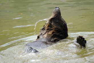 A brown bear moves dynamically in the water and splashes around, Eurasian brown bear (Ursus arctos