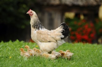 Chicken surrounded by several chicks in green grass with blurred background, domestic fowl (Gallus