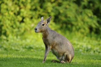 A mara sits in a meadow with a lush green background, Patagonian Mara (Dolichotis patagonum),