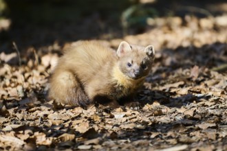 European pine marten (Martes martes) in a forest, Bavaria, Germany, Europe