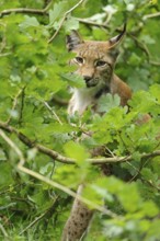 A lynx hides attentively in the dense foliage, Eurasian lynx (Lynx lynx), Bavarian Forest National