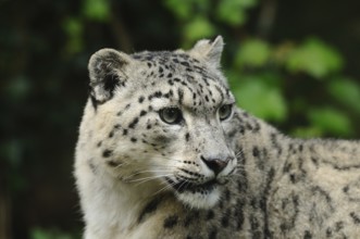 Snow leopard looking over the shoulder with attentive expression in natural environment, Snow