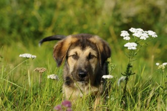 A curious puppy hides between the flowers in a meadow, mixed breed dog, Upper Palatinate