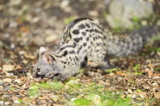 Common genet (Genetta genetta), wildlife in a forest, Montseny National Park, Catalonia, Spain,