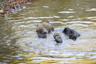 Relaxed bear swimming on its back in a river, Eurasian brown bear (Ursus arctos arctos), Bavarian