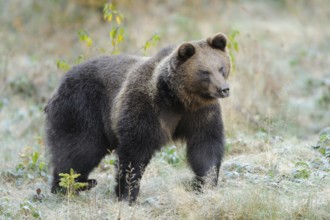 Bear in a meadow with light ground frost and grasses, Eurasian brown bear (Ursus arctos arctos),