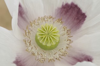 Close-up of a white poppy with purple spots, showing the fine details of the flower, opium poppy