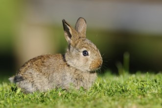 A small rabbit sits attentively in the fresh grass in the sunlight, domestic rabbit (Oryctolagus