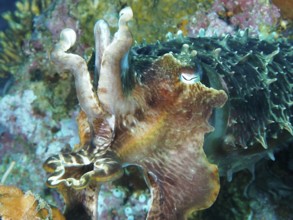 Close-up of a colourful broad-armed sepia (Sepia latimanus) in a coral-rich environment, dive site