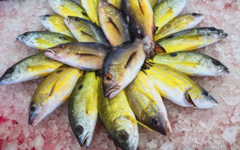 Red Sea Fish, Fish Market in Hurghada, Egypt, Africa