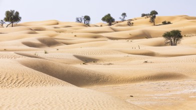 Trees in the sand dunes, Rub al Khali desert, Dhofar province, Arabian Peninsula, Sultanate of Oman