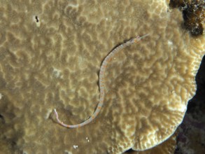 A black-breasted sea needle (Corythoichthys nigripectus) lying well camouflaged on a coral, dive