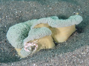 A porcelain crab, spotted porcelain crab (Neopetrolisthes maculatus), sitting on a green, wavy