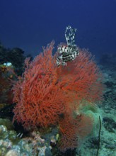 Red knot fan (Melithaea ochracea) with feather star in the ocean, diversity of the underwater