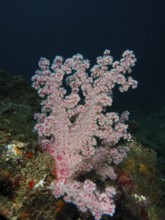 Pink tree coral (Dendronephthya) under dark blue water, dive site Spice Reef, Penyapangan, Bali,