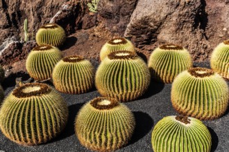 2016, Guatiza, Lanzarote, Jardin de Cactus by Cesar Manrique, ESP, Spain, Canary Islands, Canary