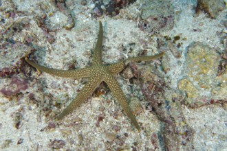 New Caledonia starfish, yellow net starfish (Nardoa novaecaledoniae), starfish, on sandy ground