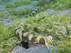 Snake-like sea creature, Feather mouth sea cucumber (Synapta maculata), wriggling through green