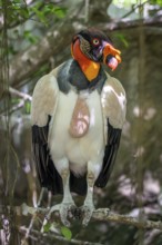 King vulture (Sarcoramphus papa), Aviario Nacional de Colombia, Via Baru, Province of Cartagena,