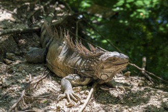 Green iguana (Iguana iguana), Aviario Nacional de Colombia, Via Baru, Province of Cartagena,