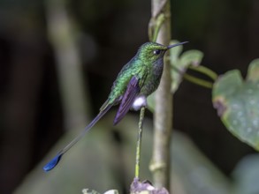 White-booted racket-tail (Ocreatus underwoodii), Mindo Forest Reserve, Mindo, Ecuador, South