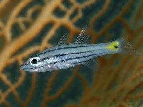 A striped fish with a yellow tail, five-line cardinalfish (Cheilodipterus quinquelineatus), in