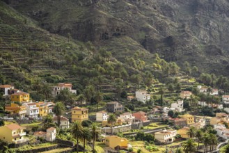 Cultural landscape with palm trees in Valle Gran Rey, La Gomera, Canary Islands, Spain, Europe