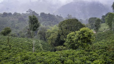 Cocora Valley, Salento, Quindio, Colombia, South America