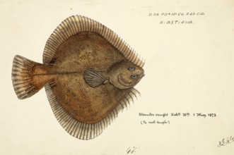 New Zealand sand flounder, Rhombosolea plebeia, New Zealand sand flounder, fish, reproduction of an