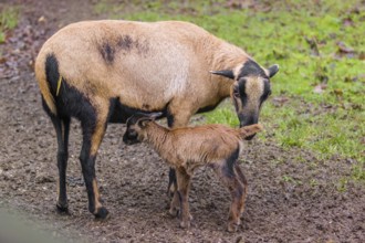 A female Cameroon or Cameroon Dwarf sheep, Ovis gmelini aries, suckling her lamb in a forest