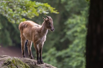 A female Himalayan tahr (Hemitragus jemlahicus) stands on a rock. A dense forest is in the