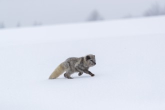 One arctic fox (Vulpes lagopus), (white fox, polar fox, or snow fox) running over a snow covered