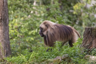 One adult male Gelada (Theropithecus gelada), or bleeding-heart monkey walking through riverine