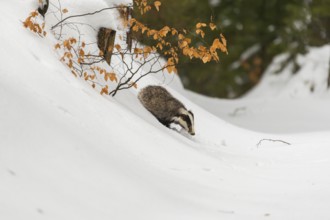 One young European badger (Meles meles) walking through a ravine in deep snow