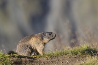 One young Alpine Marmot, Marmota marmota sitting in front of blooming grass in early morning light