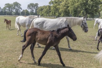 Kladruber horse, mare with foal, National Stud Farm Kladruby nad Labem