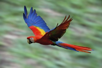 Flying Hybrid Scarlet x Great Green Macaw (Ara macao x militaris), Costa Rica, Central America